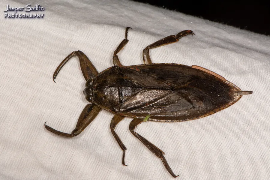Giant Water Bug - photo 3