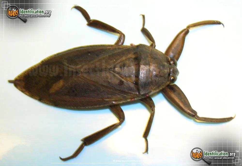 Giant Water Bug - photo 4