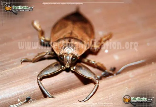 Giant Water Bug - photo 5