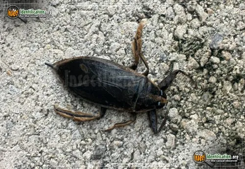 Giant Water Bug - photo 6