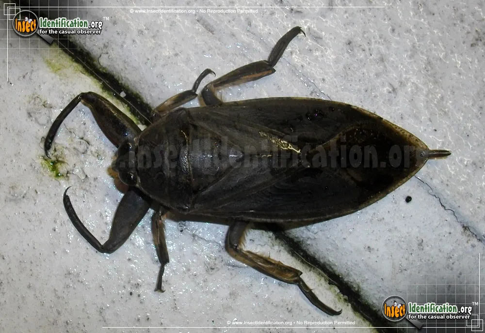 Giant Water Bug - photo 7