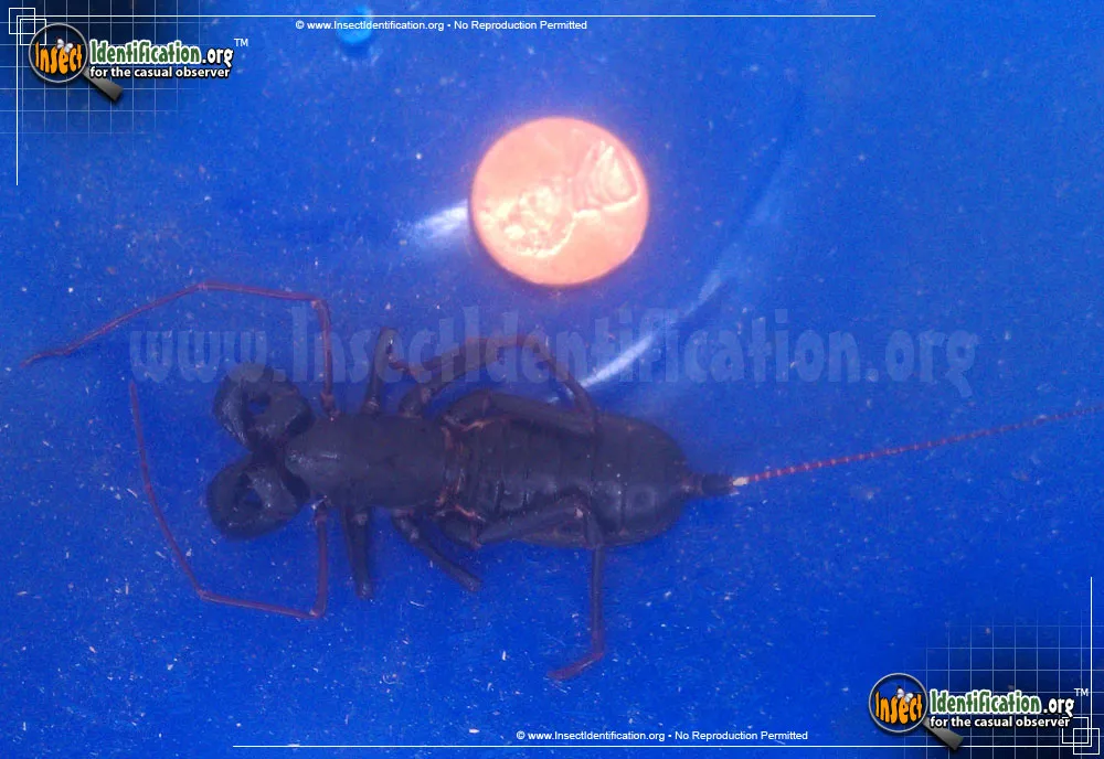 Giant Whipscorpion