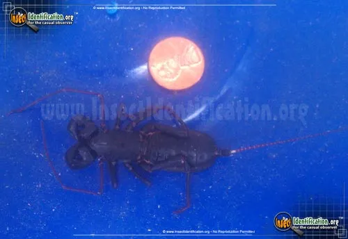 Giant Whipscorpion - photo 2