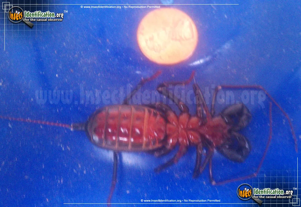 Giant Whipscorpion - photo 3