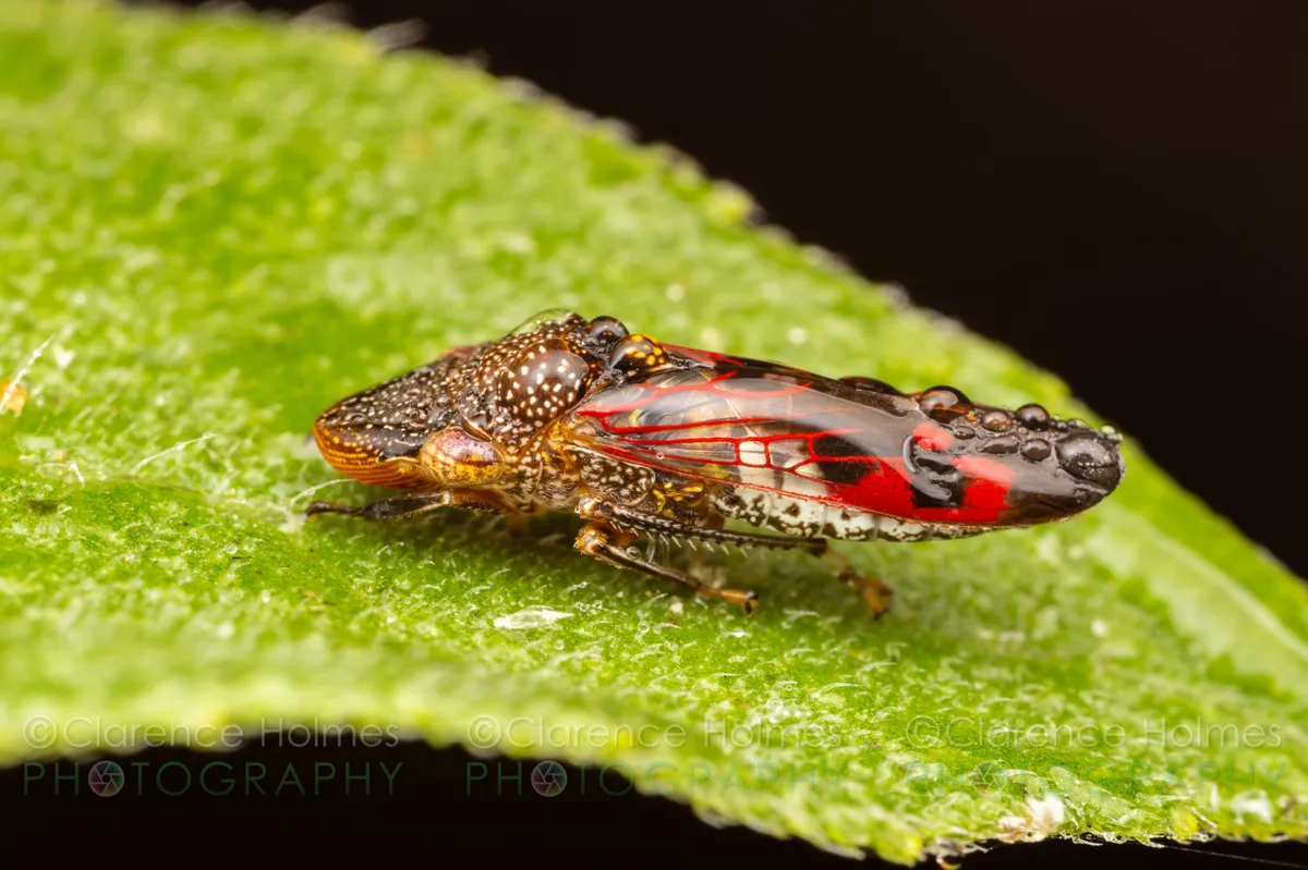 Glassy-winged Sharpshooter Leafhopper - photo 3
