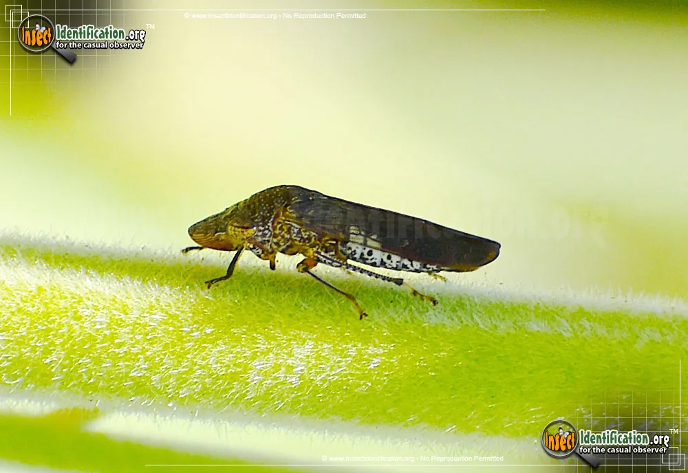 Glassy-winged Sharpshooter Leafhopper - photo 7