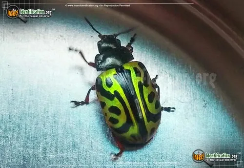 Globemallow Leaf Beetle - photo 2