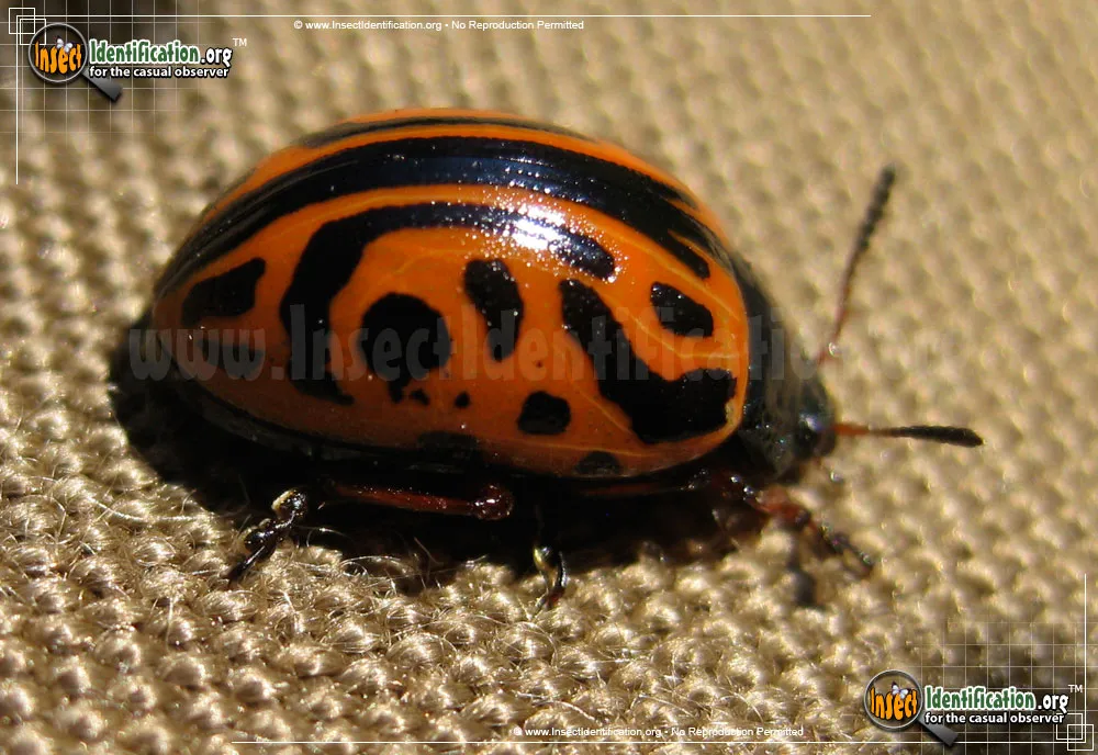 Globemallow Leaf Beetle - photo 3