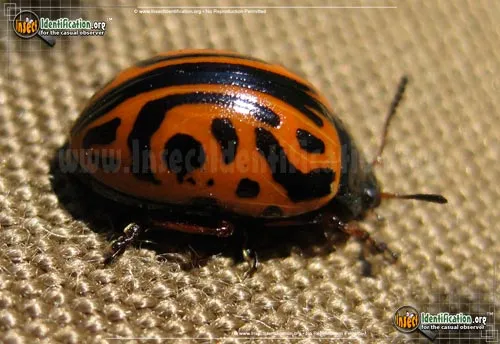 Globemallow Leaf Beetle - photo 4