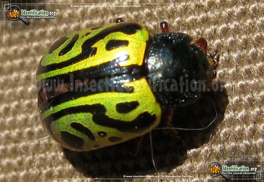Globemallow Leaf Beetle - photo 5