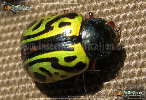 Globemallow Leaf Beetle - photo 6