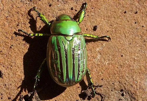 Glorious Scarab Beetle - photo 2