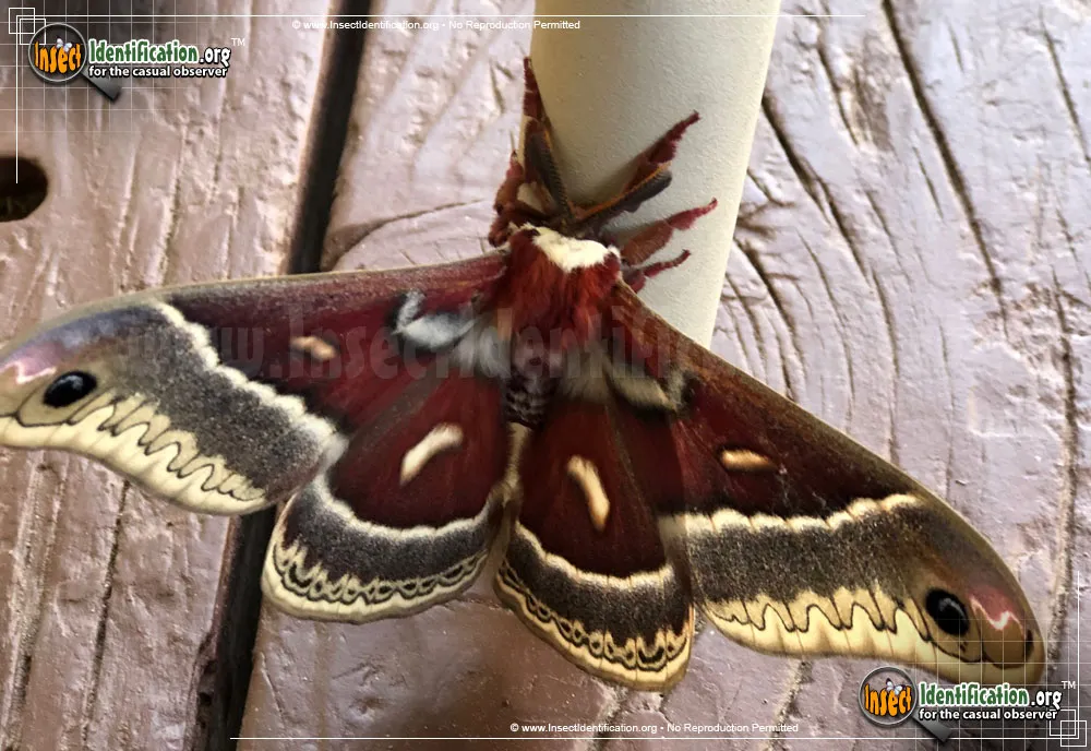 Glover's Silkmoth - Hyalophora columbia gloveri