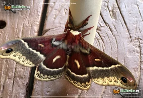 Glover's Silkmoth - photo 2