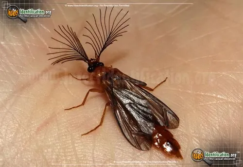 Glowworm - photo 2