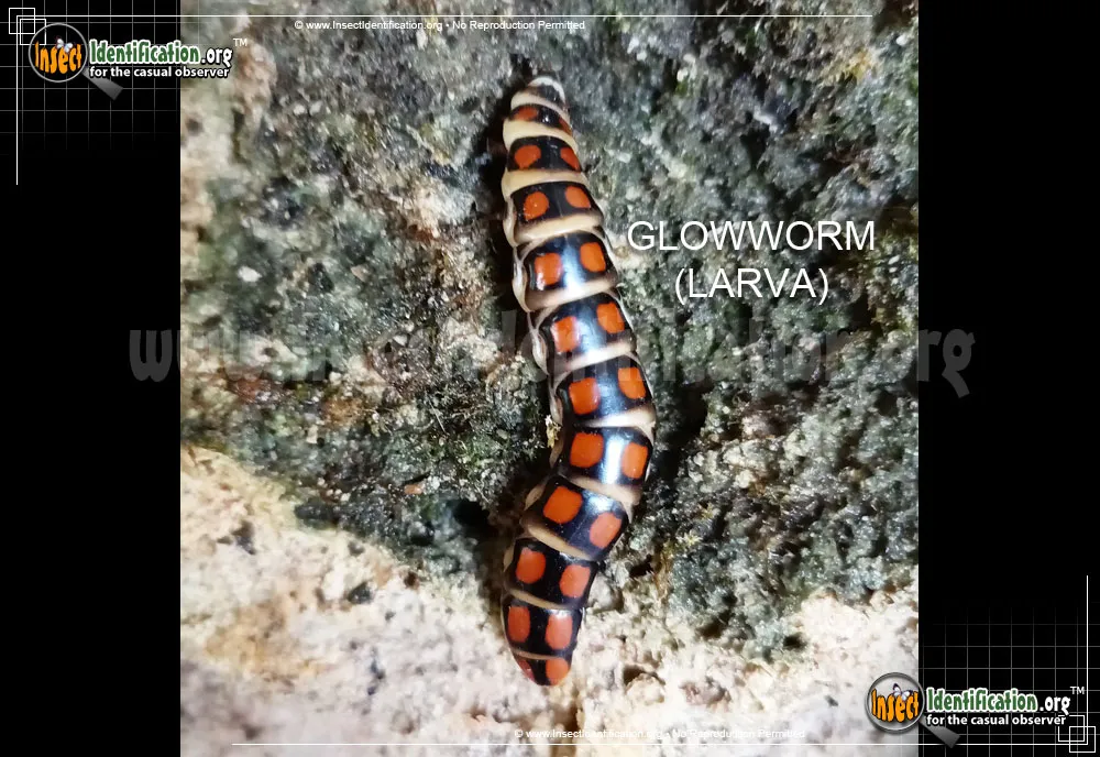 Glowworm - photo 3