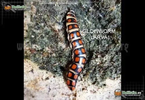 Glowworm - photo 4