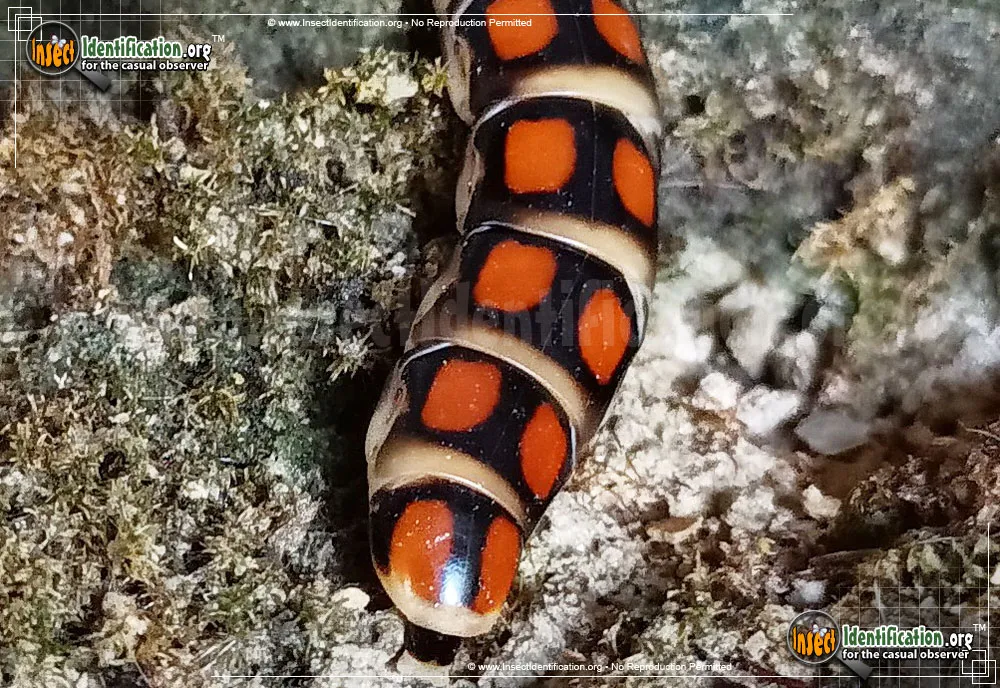 Glowworm - photo 7