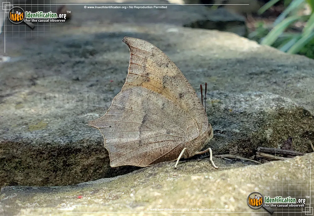 Goatweed Leafwing Butterfly