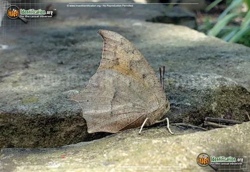 Goatweed Leafwing Butterfly - photo 2
