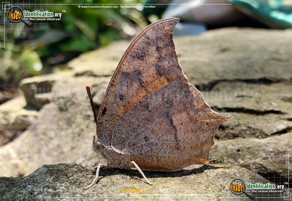 Goatweed Leafwing Butterfly - photo 3