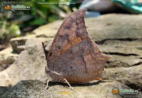 Goatweed Leafwing Butterfly - photo 4