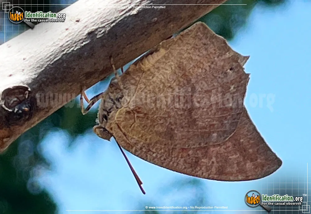 Goatweed Leafwing Butterfly - photo 5