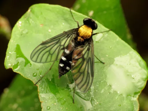 Gold-backed Snipe Fly - Chrysopilus thoracicus