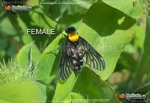 Gold-backed Snipe Fly - photo 6