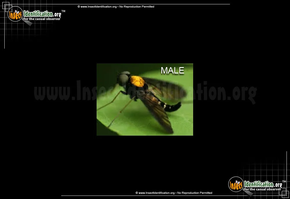 Gold-backed Snipe Fly - photo 8