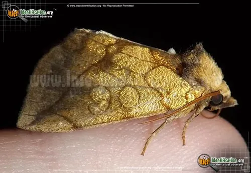 Gold Moth - photo 2