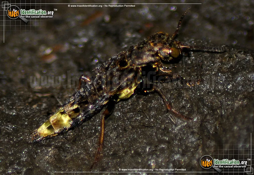Gold-and-brown Rove Beetle