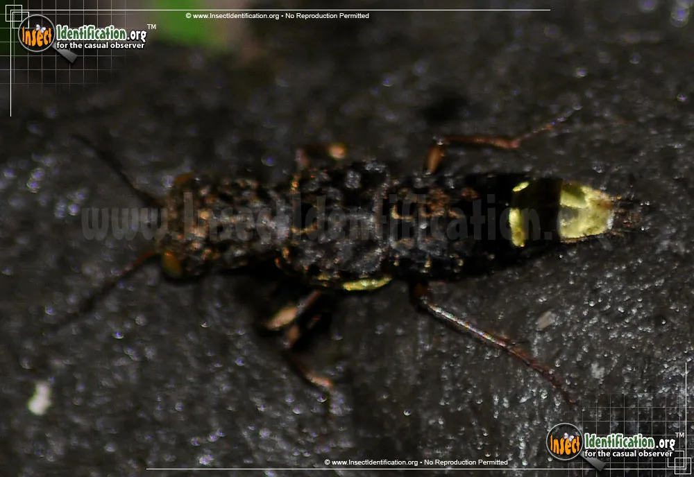 Gold-and-brown Rove Beetle - photo 3