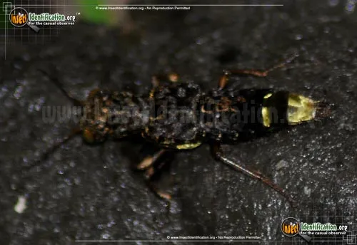 Gold-and-brown Rove Beetle - photo 4