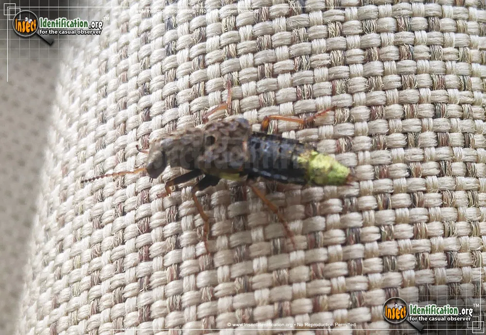 Gold-and-brown Rove Beetle - photo 5