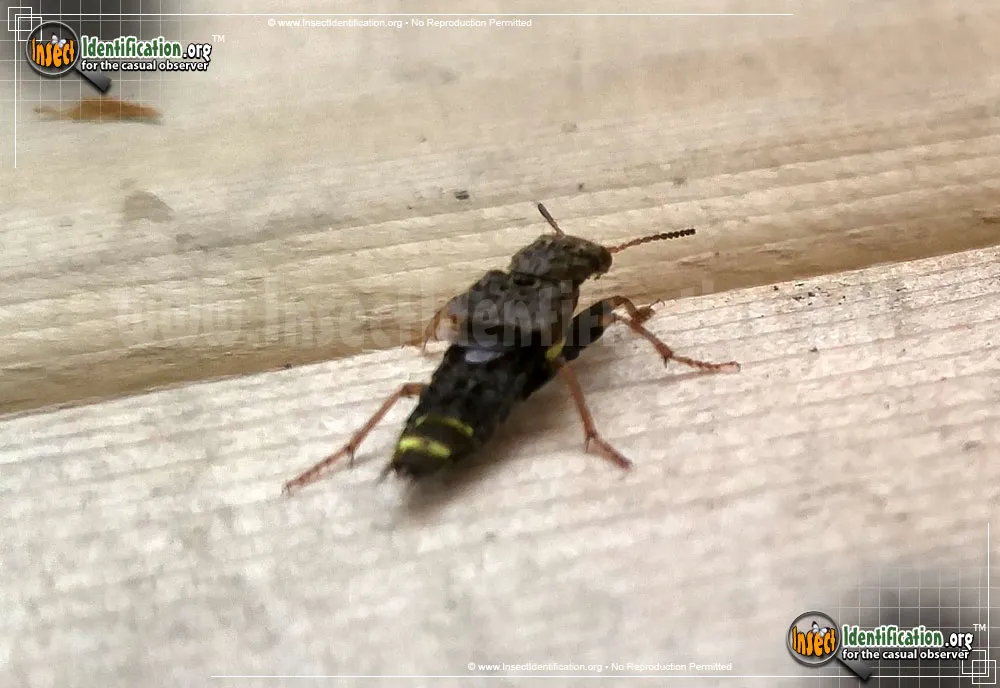 Gold-and-brown Rove Beetle - photo 7