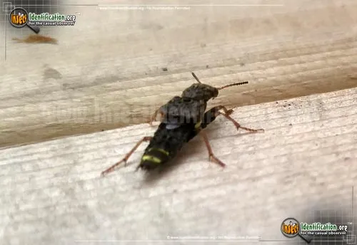 Gold-and-brown Rove Beetle - photo 8