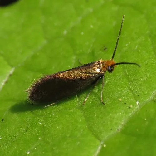 Goldcap Moss-eater Moth