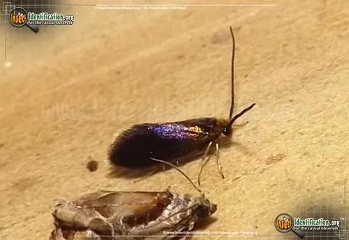 Goldcap Moss-eater Moth - photo 4