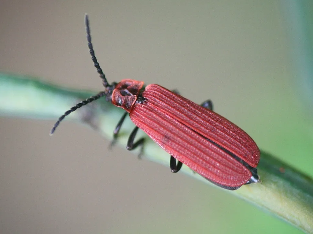Golden Net-wing Beetle - photo 2