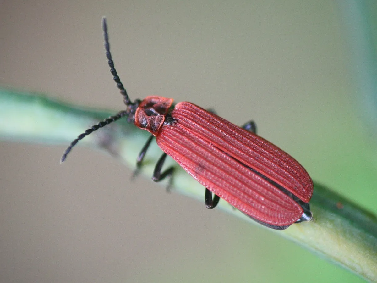 Golden Net-wing Beetle - photo 3