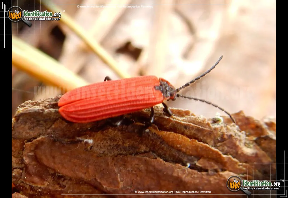 Golden Net-wing Beetle - photo 4