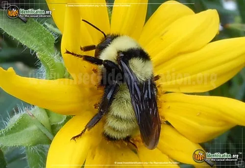 Golden Northern Bumble Bee - photo 4