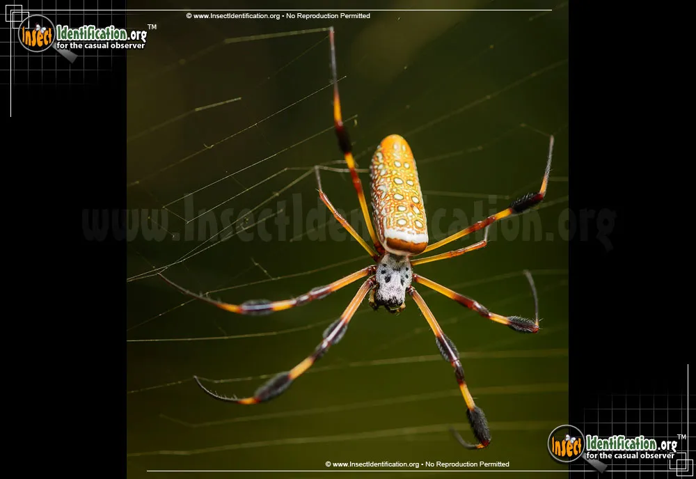 Golden Silk Orbweaver - Nephila clavipes