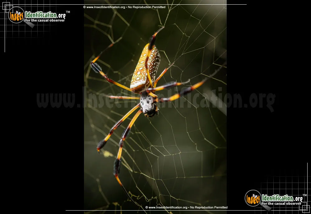 Golden Silk Orbweaver - photo 3