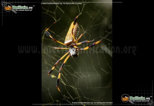 Golden Silk Orbweaver - photo 4
