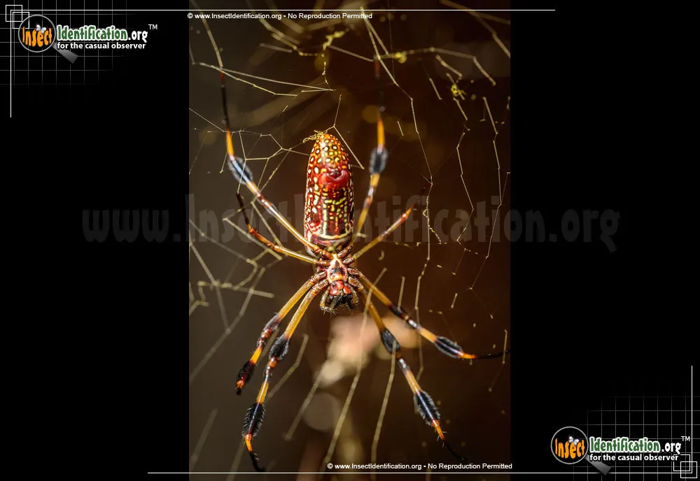 Golden Silk Orbweaver - photo 5
