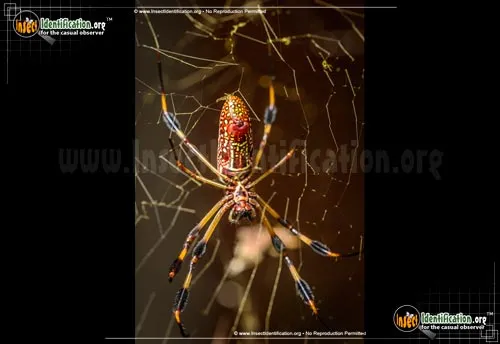 Golden Silk Orbweaver - photo 6
