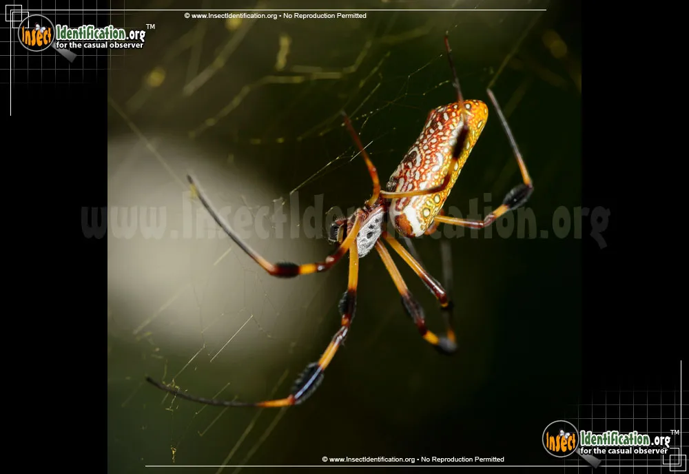 Golden Silk Orbweaver - photo 7
