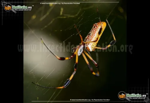 Golden Silk Orbweaver - photo 8